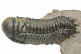 Pair of Crotalocephalina Trilobite Fossils - Atchana, Morocco #225374-4
